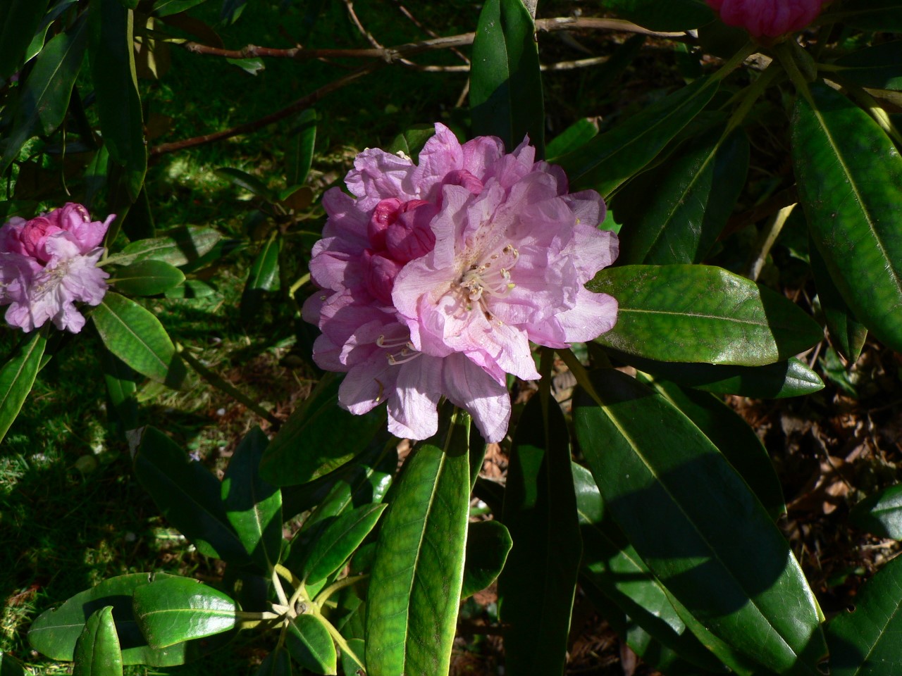 R. degronianum ssp. heptamerum var. heptamerum
